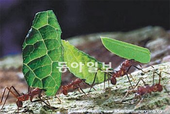 미물로 취급되는 개미도 ‘집단지성’을 갖췄다고 평가받는다. 동아일보DB