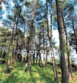 제주지역에 적합한 미래 수종으로 확인된 대만소나무. 국립산림과학원 제공