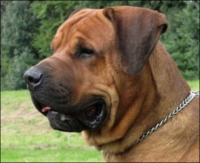 ‘개 전투력 순위’ 게시물 화제