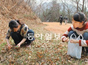 5월 우리나라 산야는 먹을거리가 풍부한 자연마트다. 한 모녀가 13일 대전 유성구 장동 계족산에서 쑥을 채취하고 있다.