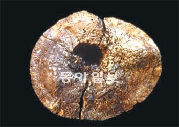 인류가 많은 고기를 섭취했다는 증거가 된 ‘ER 1808’ 화석. 미국 스미소니언박물관 소장