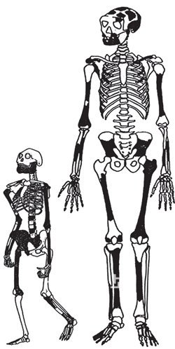 400만∼500만 년 전의 초기 인류(왼쪽)와 300만∼350만 년 전에 직립보행을 하며 살았을 것으로 추정되는 초기 인류 ‘루시’(오른쪽). 이상희 교수 제공