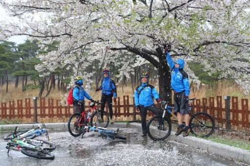 통일전망대를 향하는 중 벚꽃이 만발한 고성군 화진포 해안도로에서 꽃비를 맞으며 잠시 숨을 고르고 있는 자전거 식객들. 모두들 이미
 흠뻑 젖은 상태여서 쉴 곳을 고를 때 굳이 처마 밑이나 건물을 찾을 이유가 없었다. 주룩주룩 내리는 비에 꽃잎도 젖고 우리도 
젖었다.