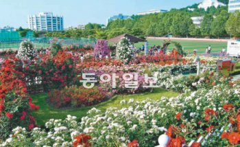 조선대 캠퍼스가 아름다운 장미로 가득 찼다. 1만8000여 그루의 장미가 심어진 장미원에서 25일부터 이틀간 장미축제가 열린다. 조선대 제공