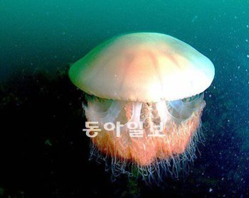 요즘 우리나라 연안에 몰려오는 노무라입깃해파리. 국립수산과학원 제공