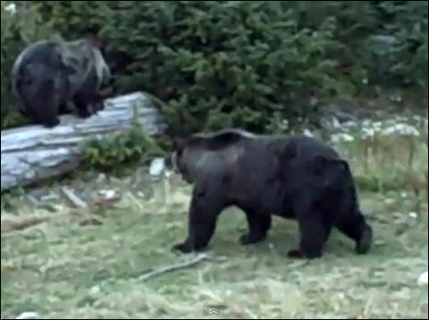 곰 잡아먹는 괴수 포착 화제