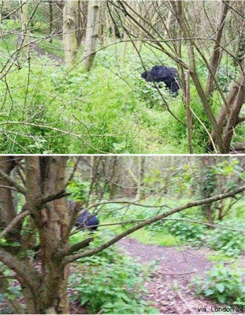 출처= 해외 커뮤니티 게시판