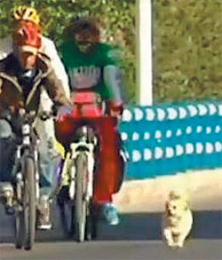 자전거여행을 하고 있는 장헝 씨 일행을 따라 도로를 달리고 있는 유기견 샤오싸. 버려진 자신에게 친절을 베푼 장 씨를 따라 20일 동안 총 1833km를 달렸다. CCTV 화면 캡처