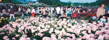 제7회 울산장미축제가 다음 달 1일부터 7일까지 울산대공원 장미계곡에서 열린다. 사진은 지난해 열린 장미축제. 울산시 제공