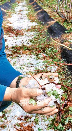 28일 경북 청도군 풍각면 현리리 블루베리 농장에 우박이 쏟아졌다. 우박은 비닐하우스를 뚫고 들어와 농작물에 피해를 줬다. 청도군 제공