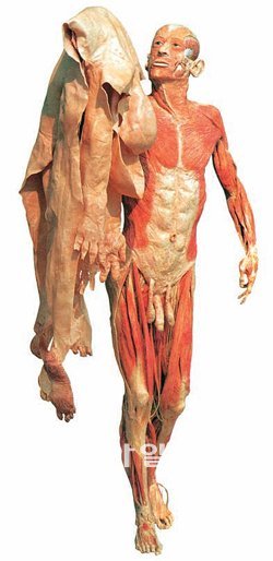 피부를 벗겨 버리고 근육조직을 노출시킨 인체 표본의 모형인 ‘에코르셰’. 피부를 벗겨내면 개성과 관련된 특성도 거의 사라진다. 양문 제공