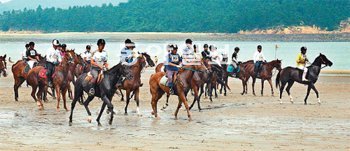 지난해 8월 전남 신안군 임자도 대광해변에서 열린 해변 말 축제에서 참가자들이 말을 타고 해변을 달리고 있다. 신안군 제공