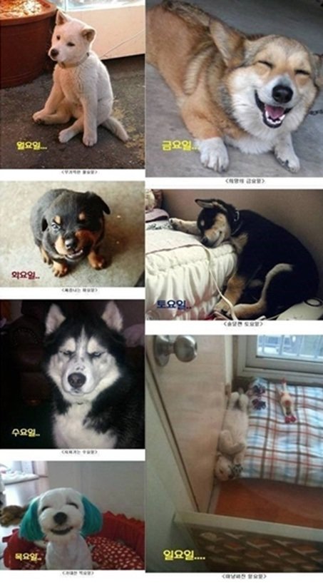 출처= 커뮤니티 게시판