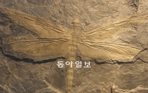 3억 년 전, 고생대 때 살았던 메가네우라는 날개를 펼친 길이가 70cm에 달하는 거대 곤충으로 1880년 프랑스에서 처음 발견됐다. 과학자들은 이런 거대 곤충이 중생대 이후 현재와 같이 작은 곤충으로 진화한 이유에 대해 새와 같은 포식자가 등장했기 때문이라고 설명했다. 위키피디아 제공