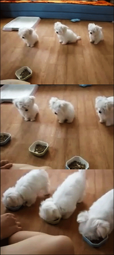 최근 유튜브에는 ‘강아지 삼형제 식사예절’이라는 제목의 동영상이 올라와 화제가 되고 있다.