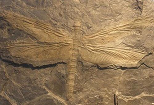 3억년 전 잠자리 화석. 사진=위키피디아
