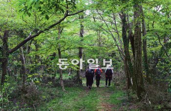한라산 둘레길 2구간이 만들어졌다. 급격한 오르막이나 내리막이 없어 편안하게 걸을 수 있는 숲길이다. 임재영 기자 jy788@donga.com
