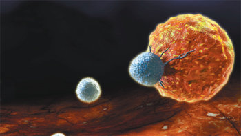 인체 내에서 T세포가 암세포를 공격하는 모습. T세포는 외부에서 침입한 세균이나 바이러스, 또는 비정상 세포 활동으로 생긴 암세포를 먹는 면역 기능의 주력군이다. 청림Life 제공