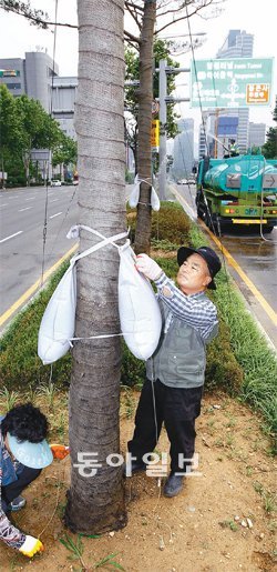 물주머니도 긴급 투입 전국적으로 가뭄 피해가 속출하는 가운데 18일 오후 서울 영동대로 구간에서 도로 중앙 가로수에 강남구 살수차가 물을 공급하고 있다. 나무에 설치한 물주머니도 이번 가뭄에 가로수를 살리는 묘책으로 떠올랐다. 장승윤 기자 tomato99@donga.com