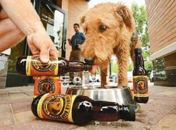 18일 미국 미네소타 주 세인트루이스파크 시 거리에서 한 애견이 주인이 주는 쇠고기맛 강아지 맥주를 마시고 있다. 미 ABC방송 화면 촬영