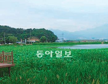 남생이를 복원하는 대구 달성군 현풍면 용흥지. 대구시 제공