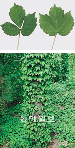 담쟁이덩굴의 잎은 땅을 기거나 물체를 올라타고 나서 얼마 동안은 유년성으로 유지되다가 이후 성년성이 된다. 유년성 잎(위사진 왼쪽)과 성년성 잎(위사진 오른쪽).