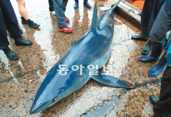 경북 동해안에 청상아리가 잇따라 죽은 채 발견되고 있다. 이달 2일 경북 영덕군 강구면 삼사리 앞 바다에서 발견된 청상아리. 포항해양경찰서 제공