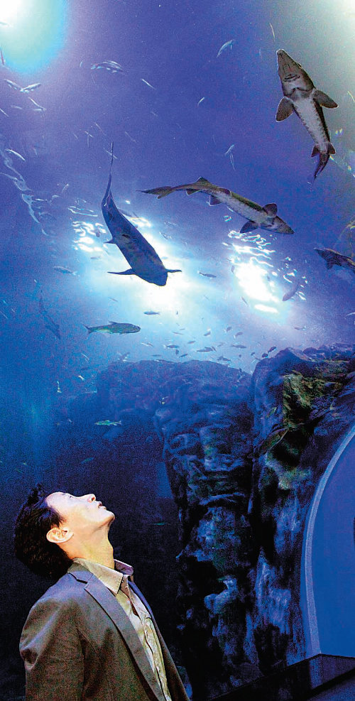 상어가 머리 위로 ‘샥샥’ 지난달 25일 충북 단양군에 문을 연 국내 최대 민물고기 생태관(아쿠아리움)에 관람객들의 발길이 이어지고 있다. 이곳에서는 145종 1만 5000여 마리의 다양한 물고기를 볼 수 있다. 단양군 제공