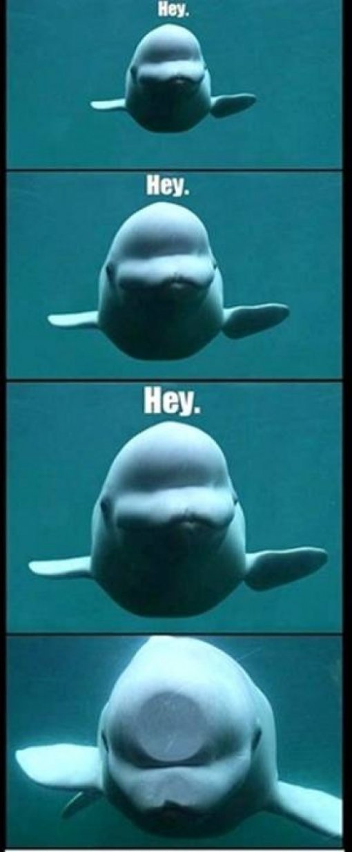 사진 춢처 = 온라인