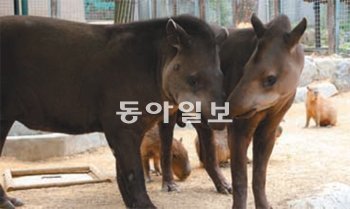 흑두부(왼쪽)와 검은콩. 서울동물원 제공