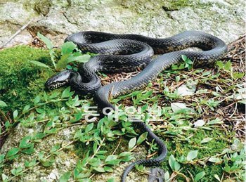 서식환경 파괴와 잘못된 보신문화로 국내에서 씨가 마른 토종 구렁이(멸종위기종)의 모습. 치악산국립공원사무소 구렁이 복원팀은 전국에서 모은 구렁이 성체와 독자적인 인공증식 방법을 활용해 새끼 6마리를 이달 말 치악산에 방사한다. 국립공원관리공단 제공