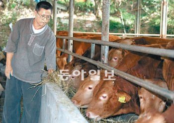 한창본 씨가 전남 장흥군 월송농장 축사에서 적토우에게 유기농 볏짚을 먹이고 있다. 사진 제공 장흥군