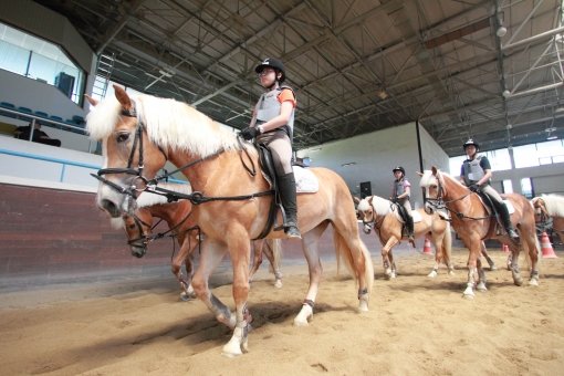 한국마사회가 어린이 승마 저변을 넓히기 위해 국내 최초로 유소년 전용마인 하프링거를 도입했다. 하프링거는 체구가 작고 유순해 
유소년 승마에 이상적인 마필로 알려져 있다. 서울경마공원에서 어린이들이 하프링거를 타고 승마교습을 받고 있다. 사진제공｜한국마사회