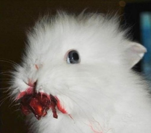 체리 먹는 하얀 토끼(출처= 커뮤니티 게시판)