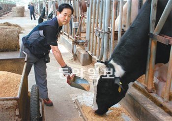 엄기성 농협중앙회 젖소개량사업소 반장이 초우량 씨젖소 ‘유진’에게 여물을 주고 있다.
조영달 기자 dalsarang@donga.com