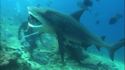 360kg 대형 식인상어 포획 소식이 전해져 화제가 되고 있다. 사진은 방송인 마르코가 채널A ‘기발한 세계여행’프로그램에서 상어에게 먹이를 주는 작전을 수행하고 있는 모습. 사진제공=채널A