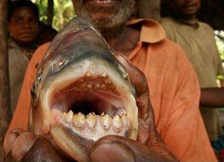 피라냐 친척뻘 ‘파쿠’ 물고기 美호수에서 발견