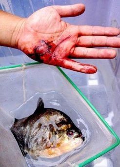 식인물고기 ‘피라냐’