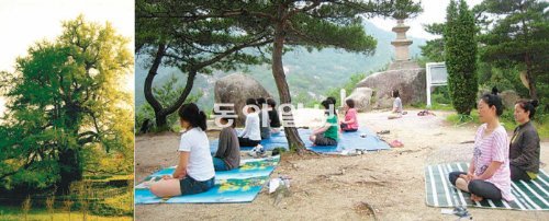 충북 영동군 양산면의 천년고찰 영국사 은행나무(왼쪽)를 주제로 한 이색적인 ‘생명 스테이’ 행사가 올 11월까지 열린다. 영동군 제공