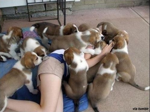 강아지 떼 습격