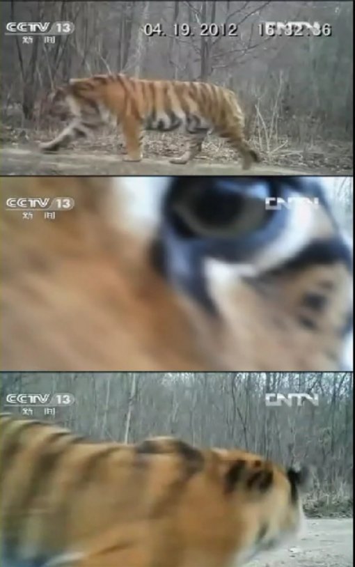 백두산 호랑이 포착