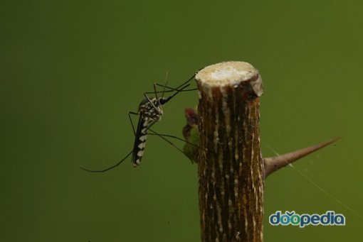 출처= 두산 백과사전