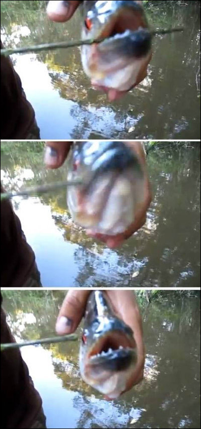 피라나 이빨 위력