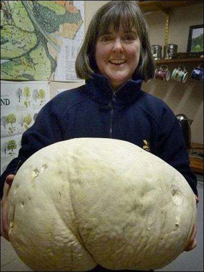 괴물 버섯 발견