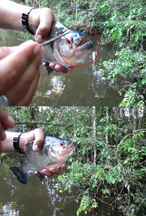 피라냐 이빨 위력