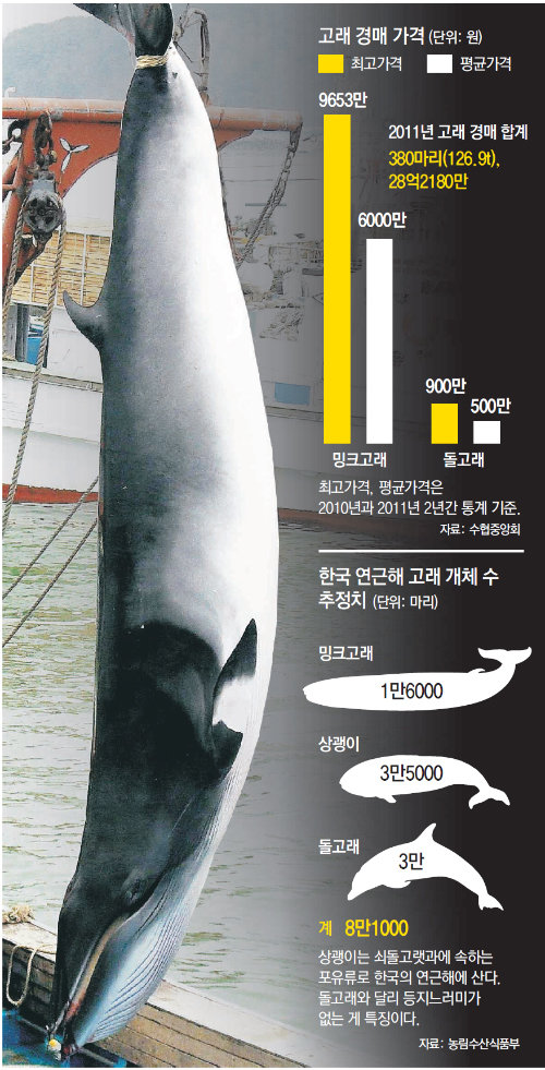2010년 3월 충남 태안군 신진도 앞바다에서 그물에 걸린 길이 5.1m의 밍크고래. 이
고래는 보령수협 경매에서 1520만 원에 팔렸다. 동아일보DB