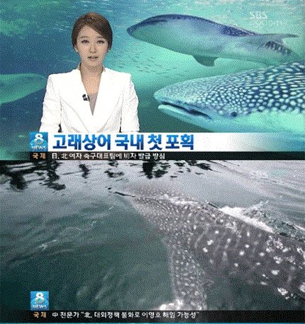 사진= SBS 보도 영상 캡처