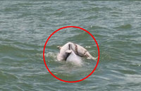 죽은 새끼 업은 돌고래 영상 캡쳐