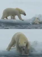 새끼 구하는 어미 북극 곰
