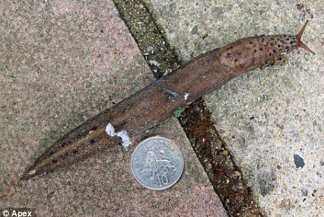 사진 출처｜영국 데일리 메일 온라인판 캡처